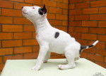 Murdock - Bull Terrier Mâle (8 mois)