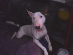 Murdock - Bull Terrier Mâle (8 mois)