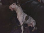 Murdock - Bull Terrier Mâle (8 mois)