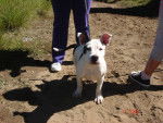 kora - Bull Terrier Femelle (4 mois)
