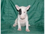 zeus - Bull Terrier Mâle (2 mois)