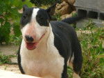 Connie - Bull Terrier Femelle (5 ans)