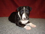 Luna - Bull Terrier Femelle (2 mois)