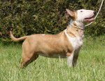 Edelweiss - Bull Terrier Femelle (10 mois)