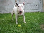bubull - Bull Terrier Mâle (6 mois)