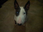 Pee Wee - Bull Terrier Mâle (5 ans)