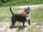 Photo Bull Terrier
