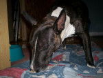 Photo Bull Terrier