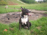 Photo Bull Terrier