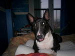 Photo Bull Terrier