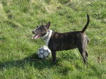 Photo Bull Terrier