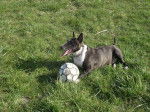 Photo Bull Terrier