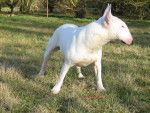 Bull Terrier - Koca - Bull Terrier