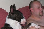Bull Terrier - Mala - Bull Terrier