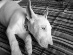 cyrius mon bull terrier - Bull Terrier