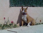 bull terrier kyla - Bull Terrier