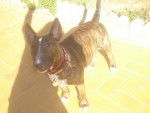 thai bull terrier - Bull Terrier