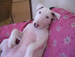 bull terrier chikita - Bull Terrier