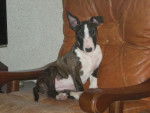 E'Kalî, bull terrier femelle - Bull Terrier