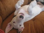 bull terrier. Kane - Bull Terrier