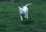 Oxmo BULL TERRIER - Bull Terrier