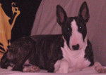 eden bull térrier - Bull Terrier
