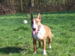 Tchao,bull terrier - Bull Terrier