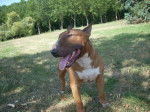bull terrier BALDOS - Bull Terrier