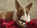 Bamba - Bull Terrier