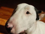 Vegas - Bull Terrier