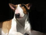 Bamba - Bull Terrier