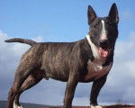 Gordon's du Mas des Rêves - Bull Terrier