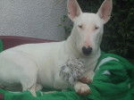 Utopie femelle Bull terrier - Bull Terrier