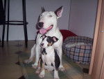Je vous présente mon copain Rocki âgé de 4ans - Bull Terrier