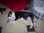Carpette - Bull Terrier