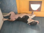 Farniente - Bull Terrier