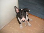 Vika 4 mois - Bull Terrier (4 mois)