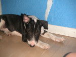 Vika 4 mois - Bull Terrier (4 mois)