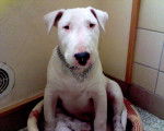 Photo Bull Terrier