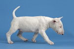 Photo Bull Terrier