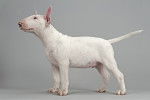 Photo Bull Terrier