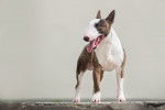 Photo Bull Terrier