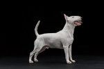 Photo Bull Terrier