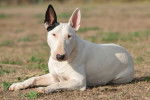 Un Bull Terrier allongé dans l'herbe