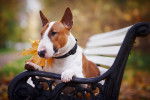 Un Bull Terrier allongé sur un banc en bois