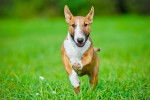 Un Bull Terrier fauve et blanc qui court sur du gazon