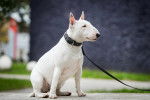 Un Bull Terrier blanc en laisse 