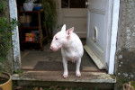 Un Bull Terrier blanc assis sur le perron d'une maison