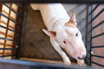 Un Bull Terrier blanc dans une cage