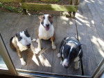 Démo,Edward et Bouli - Bull Terrier Mâle (3 ans)